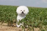 BICHON FRISE 195